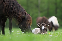 Islandfohlen-mai-2010-0053.JPG