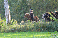 Islandhengste-Oktober-2010-1.jpg