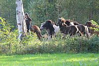 Islandhengste-Oktober-2010-3.jpg