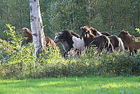 Islandhengste-Oktober-2010-4.jpg