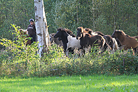 Islandhengste-Oktober-2010-5.jpg