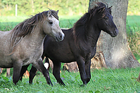 Islandhengste-Oktober-2010-80.jpg