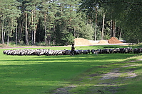 Heidebluetenritt-2010-0096.JPG