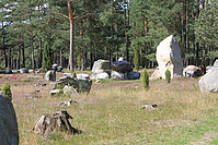 Heidebluetenritt-2010-0199.JPG