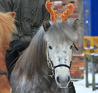 Neujahrsritt_Islandpferde_2371.jpg