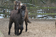 Islandfohlen-Isabellfohlen-194.jpg