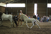 Islandfohlen-chippen-2011-8795.jpg