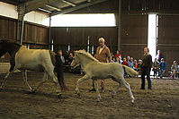 Islandfohlen-chippen-2011-8796.jpg