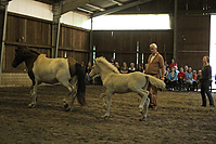 Islandfohlen-chippen-2011-8797.jpg