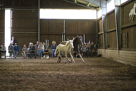 Islandfohlen-chippen-2011-8811.jpg