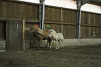 Islandfohlen-chippen-2011-8818.jpg