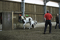 Islandfohlen-chippen-2011-8853.jpg