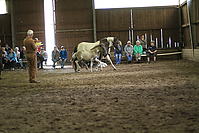 Islandfohlen-chippen-2011-8859.jpg