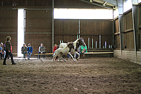 Islandfohlen-chippen-2011-8924.jpg