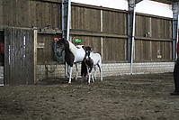 Islandfohlen-chippen-2011-8941.jpg