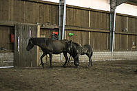 Islandfohlen-chippen-2011-8986.jpg