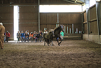 Islandfohlen-chippen-2011-8994.jpg