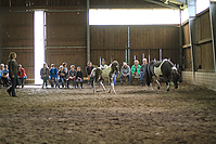 Islandfohlen-chippen-2011-9005.jpg