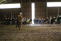 Islandfohlen-chippen-2011-9016.jpg