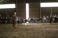 Islandfohlen-chippen-2011-9018.jpg