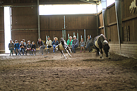 Islandfohlen-chippen-2011-9025.jpg