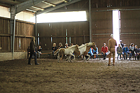 Islandfohlen-chippen-2011-9121.jpg