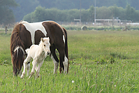 Islandfohlen-Mai-2011-7401.jpg