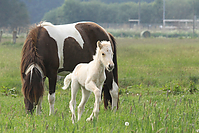 Islandfohlen-Mai-2011-7402.jpg