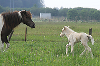 Islandfohlen-Mai-2011-7411.jpg