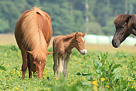 Islandfohlen-Mai-2011-7529.jpg