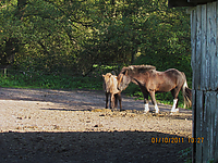 Reiterurlaub-Islaenderhof-September-2011__047.jpg