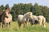 September-Spaziergang-Islandpferde-9849.jpg