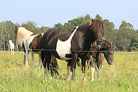 September-Spaziergang-Islandpferde-9853.jpg