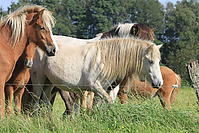 September-Spaziergang-Islandpferde-9862.jpg