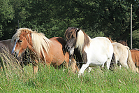 September-Spaziergang-Islandpferde-9863.jpg