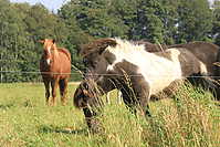 September-Spaziergang-Islandpferde-9864.jpg