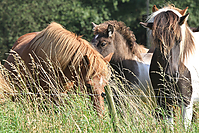 September-Spaziergang-Islandpferde-9865.jpg