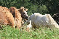 September-Spaziergang-Islandpferde-9879.jpg