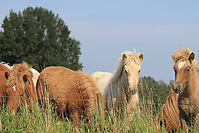 September-Spaziergang-Islandpferde-9881.jpg