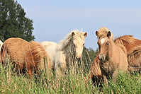 September-Spaziergang-Islandpferde-9885.jpg