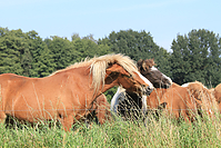 September-Spaziergang-Islandpferde-9886.jpg