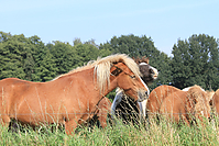 September-Spaziergang-Islandpferde-9888.jpg