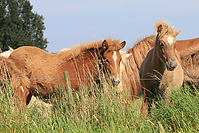 September-Spaziergang-Islandpferde-9889.jpg