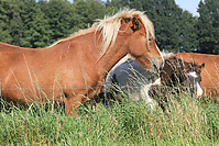 September-Spaziergang-Islandpferde-9892.jpg