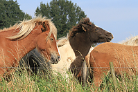 September-Spaziergang-Islandpferde-9896.jpg