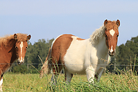 September-Spaziergang-Islandpferde-9914.jpg