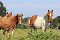 September-Spaziergang-Islandpferde-9915.jpg