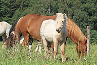 September-Spaziergang-Islandpferde-9916.jpg