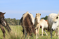 September-Spaziergang-Islandpferde-9923.jpg