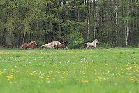 Islandhengste-2012-3070.jpg